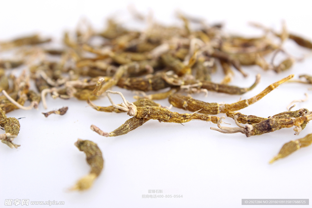 霍山米斛 干品龙头凤尾草