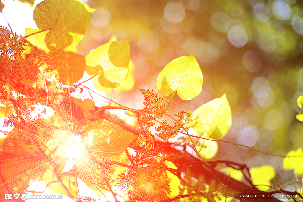 树叶 阳光 逆光的树叶