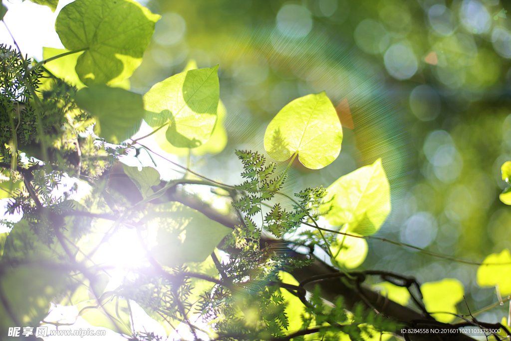 树叶 阳光 逆光的树叶
