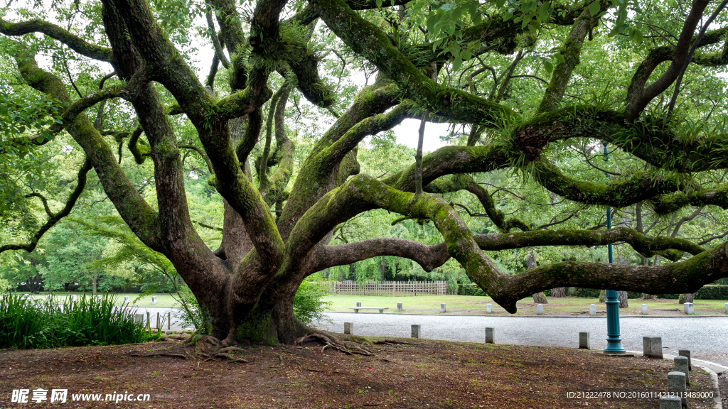 大树公园风光摄影