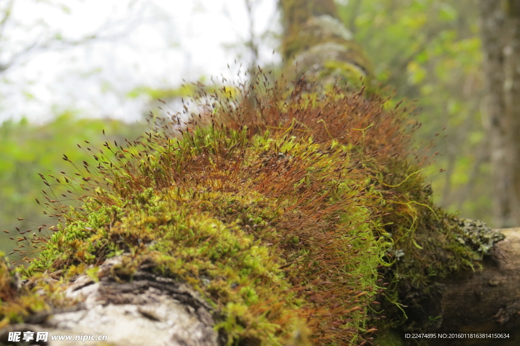 原始森林苔藓植物