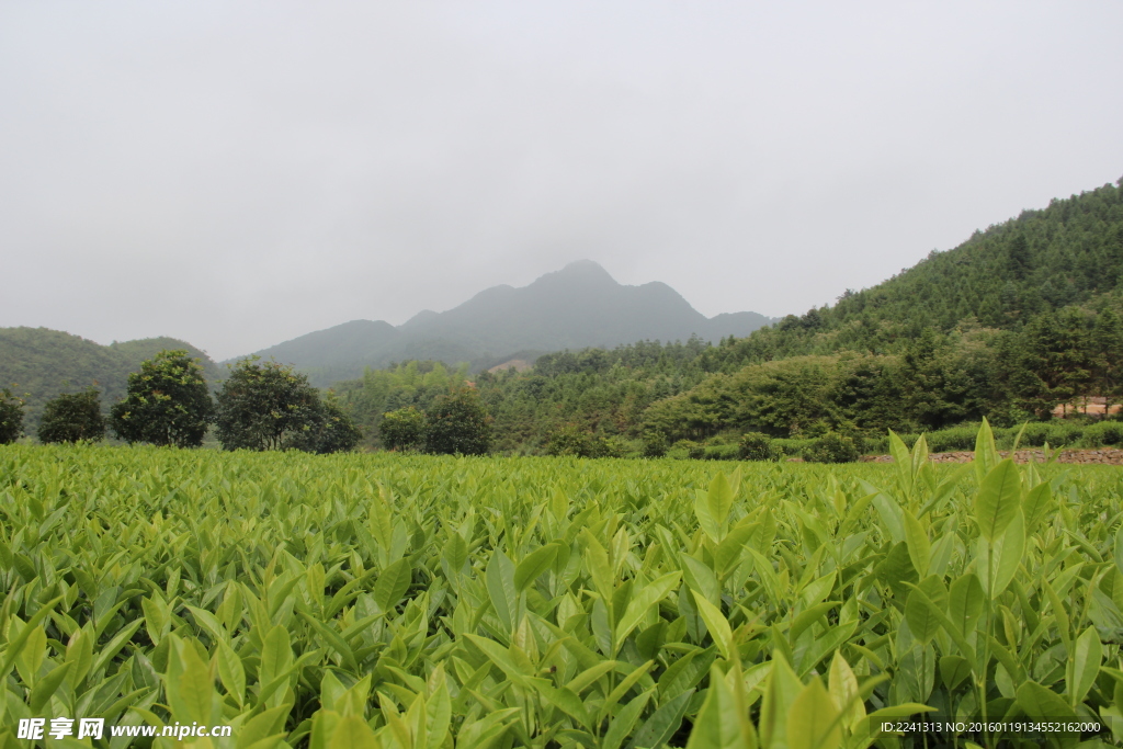 安化茶园