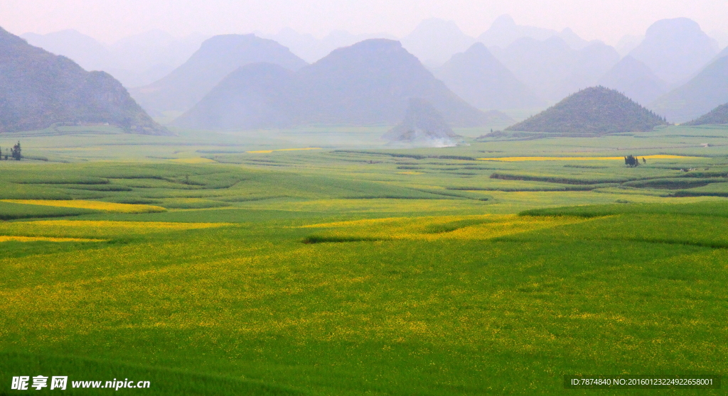 云南罗平油菜花