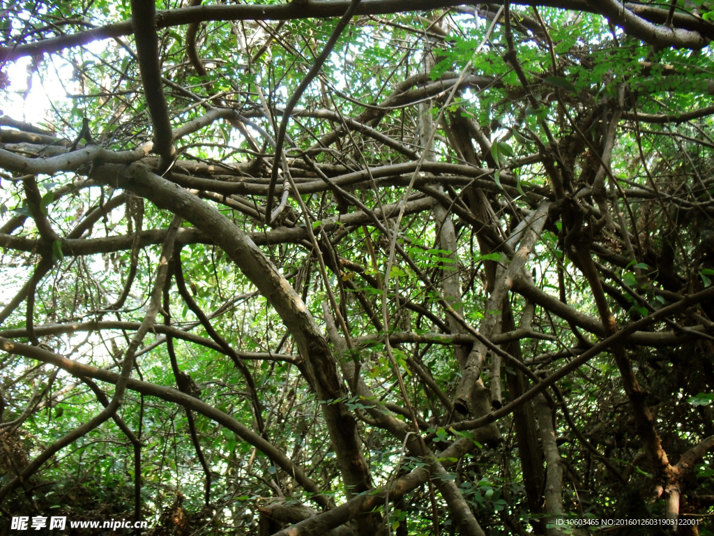 旅游山水 高山树藤