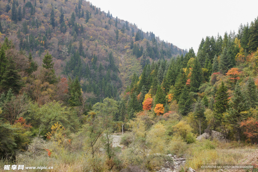 四川 阿坝 黑水 秋天 树木