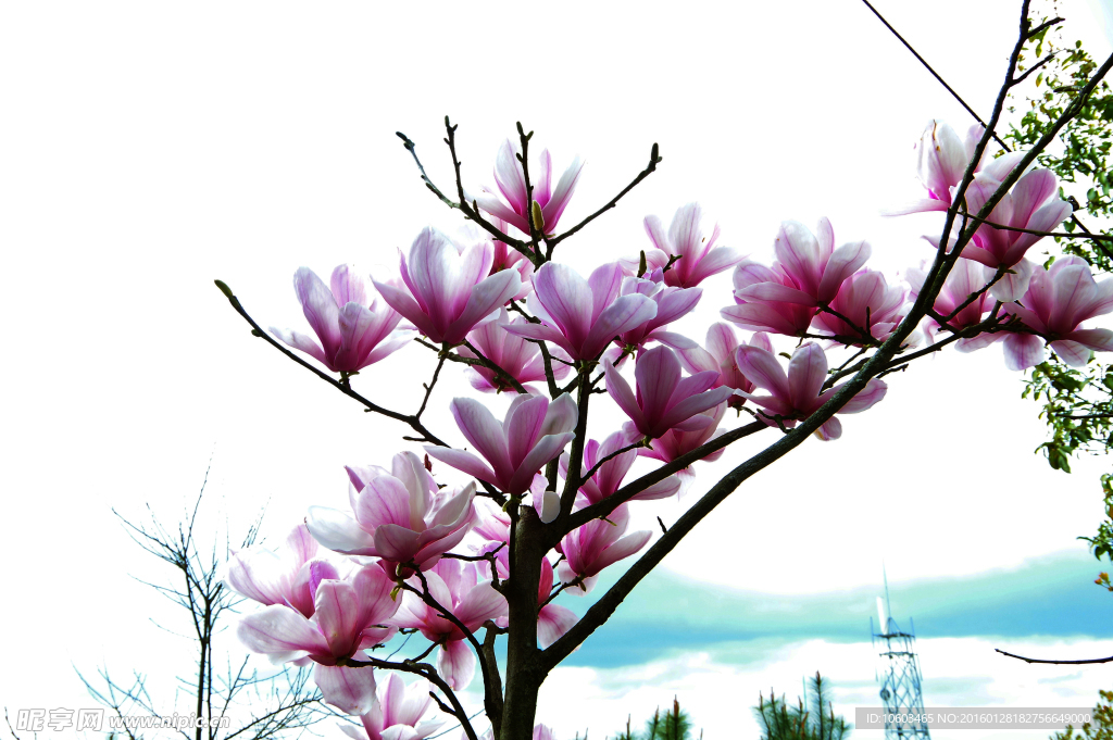 高山玉兰花 玉兰花盛开