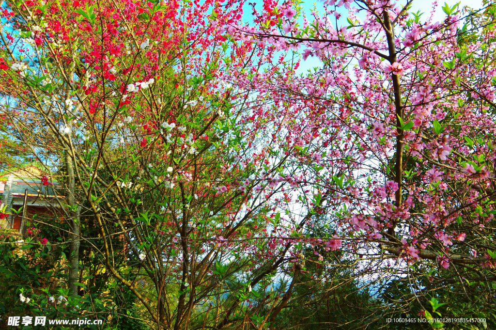 挑花山水 高山挑花