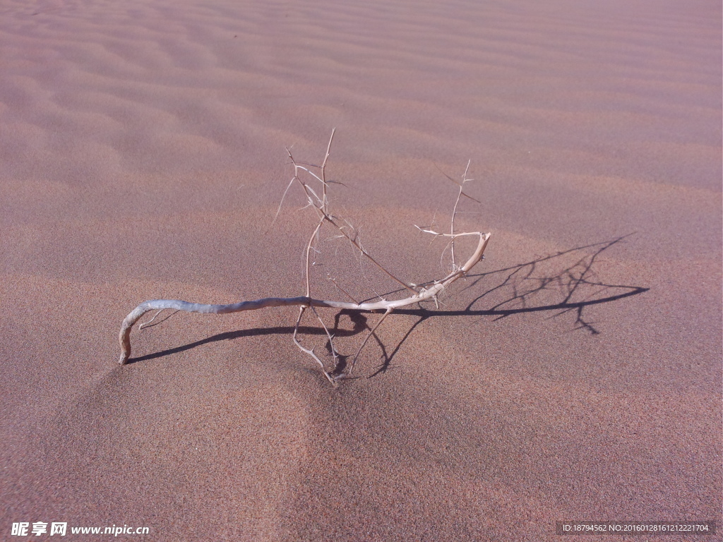 沙漠枯枝
