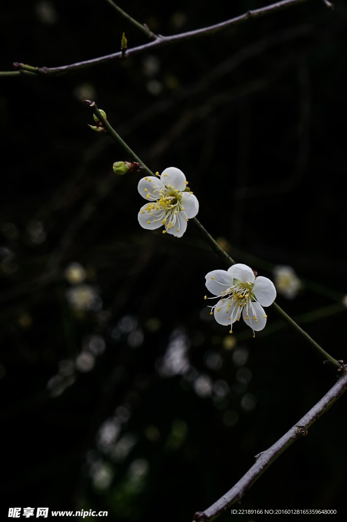 梅花两朵