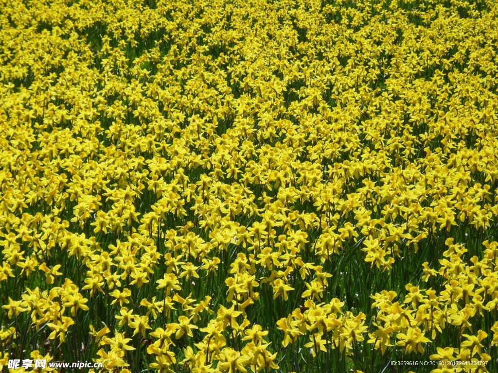 水仙花田