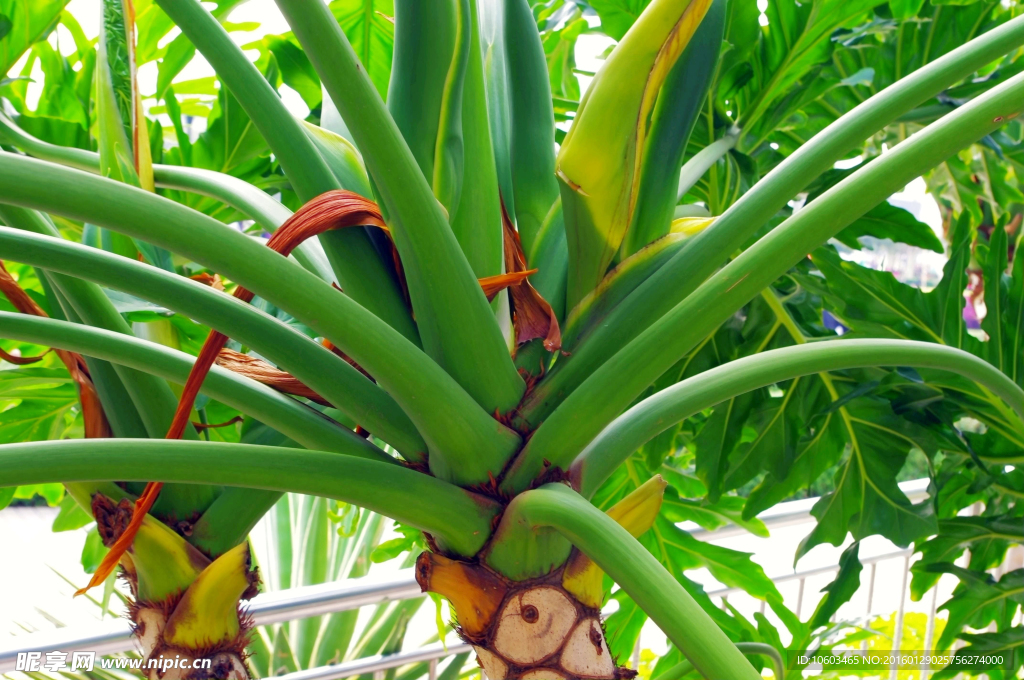 城市广场 广场绿化