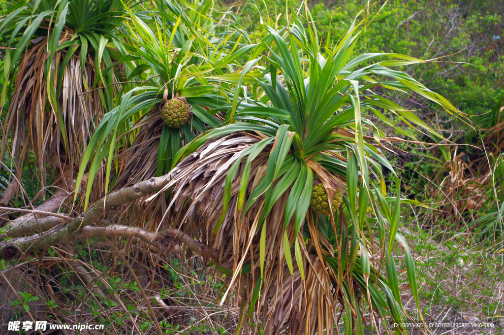 海洋植物 野菠萝