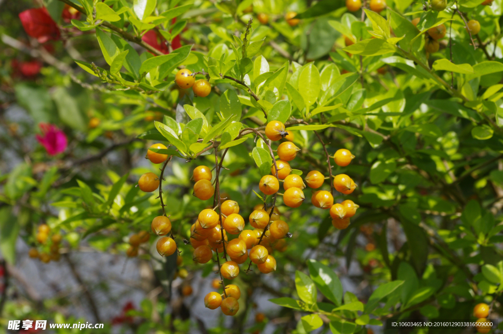 园林野果 沙棘果