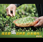 茶叶直通车钻展