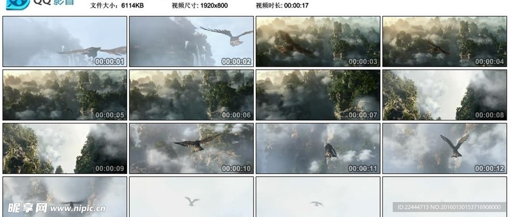 雄鹰翱翔视频背景