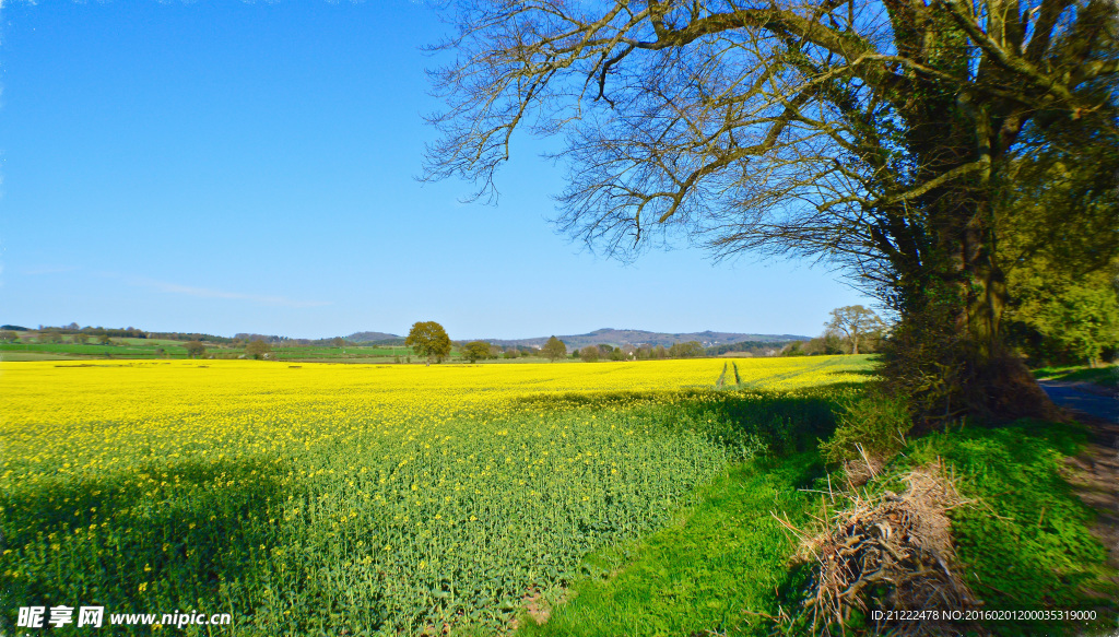 油菜花海