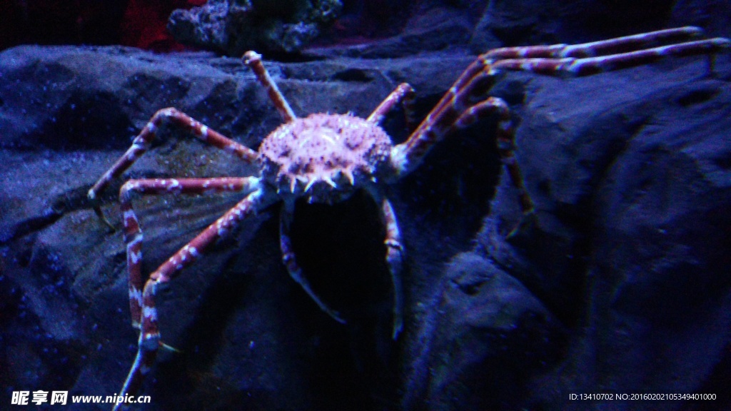 蜘蛛蟹特写摄影