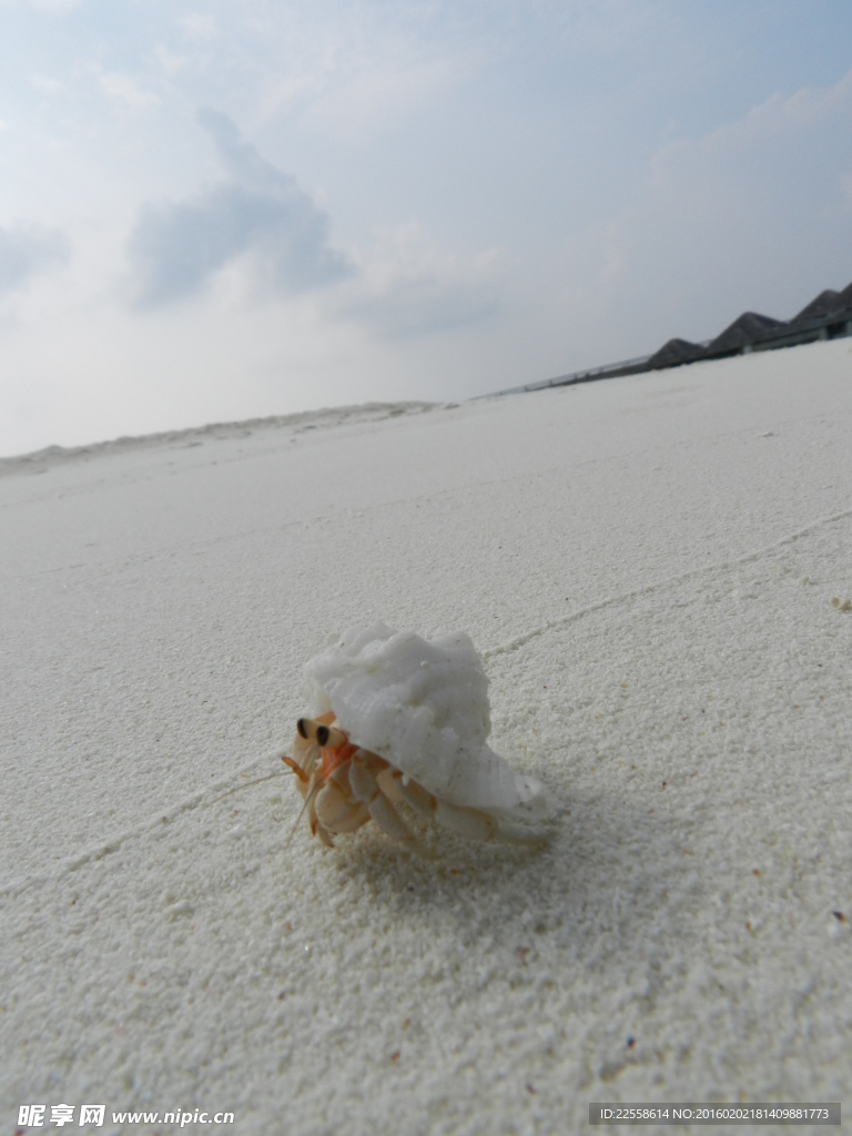 沙滩上寄居蟹素材