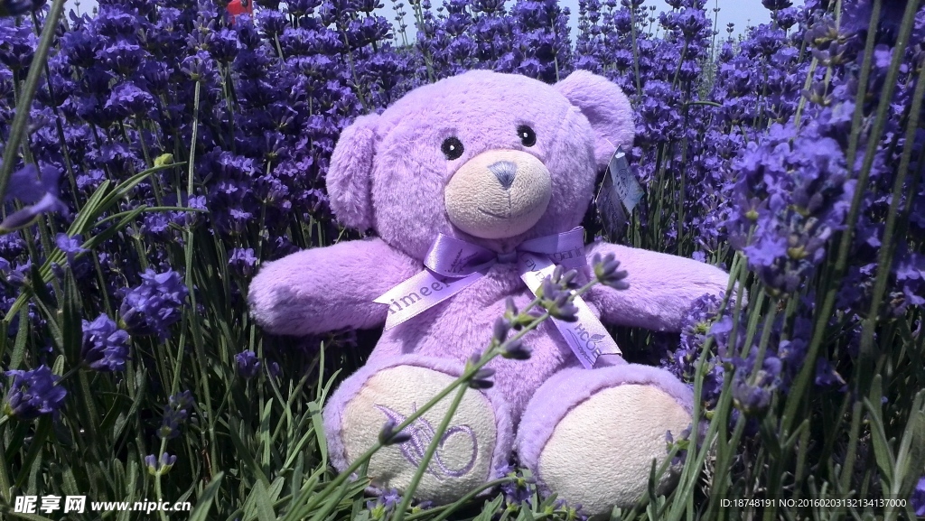 薰衣草小熊 紫色花海