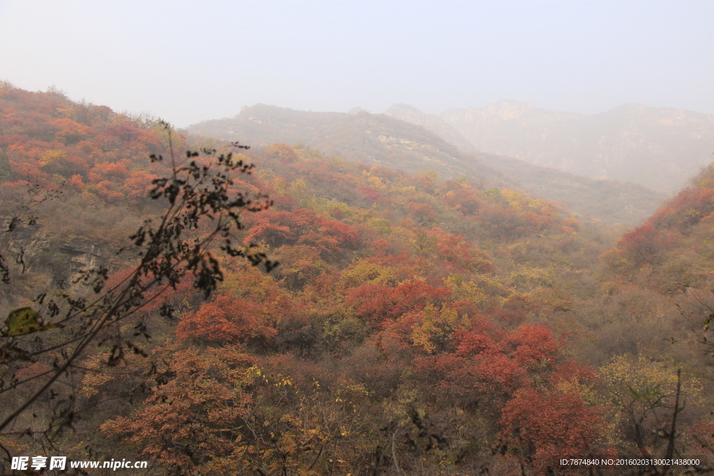 坡峰岭红叶