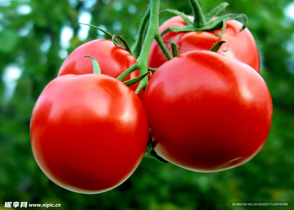 西红柿 圣女红果