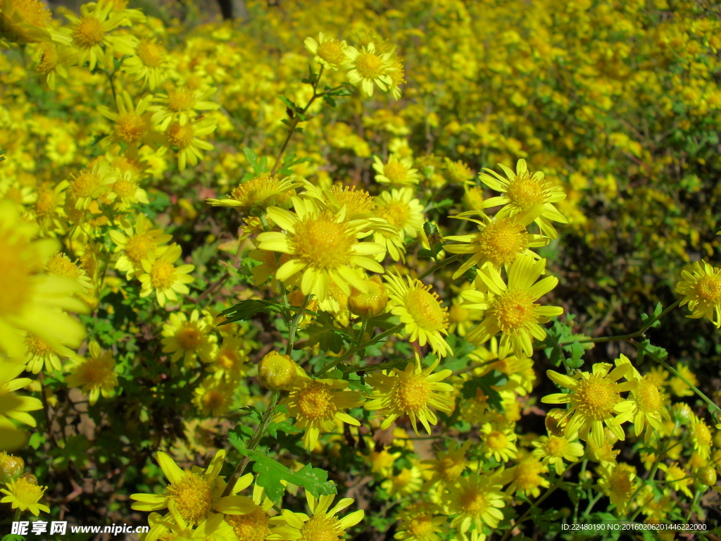 金黄色菊花摄影图片