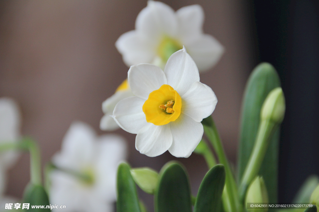 水仙花