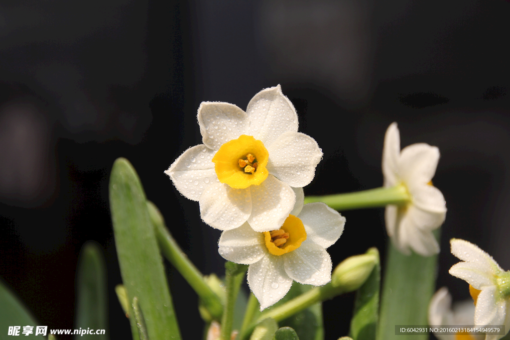 水仙花