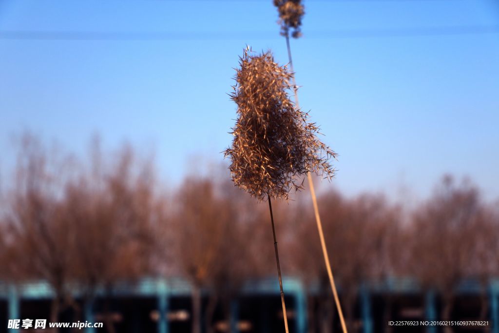 金乡湿地公园芦苇