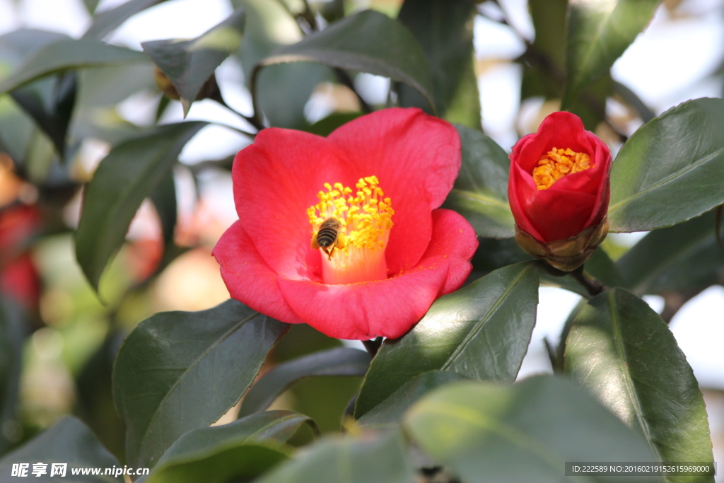 蝶恋花 山茶之恋