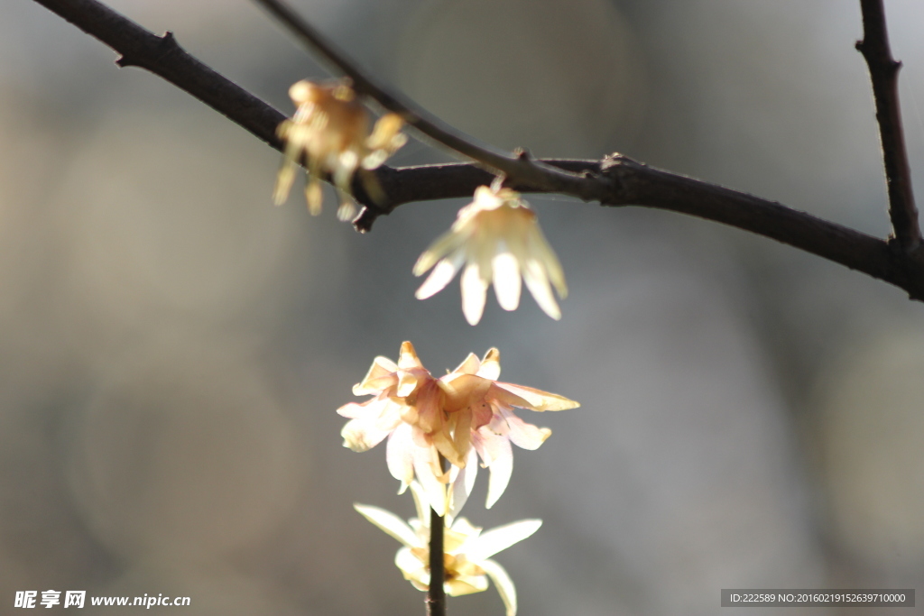 粲花之论  腊梅含香