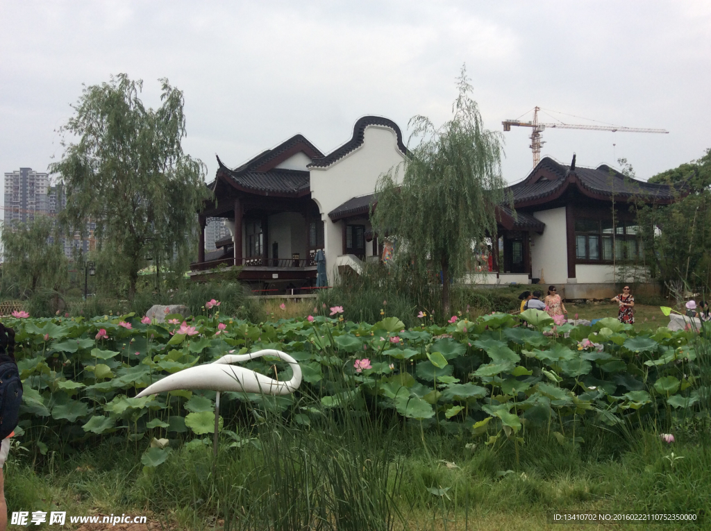 湖边荷花风景摄影