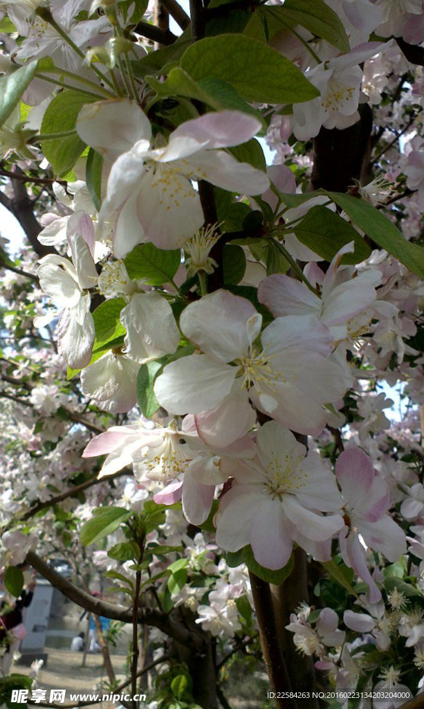 北京 玉渊潭 樱花 花赏 樱花