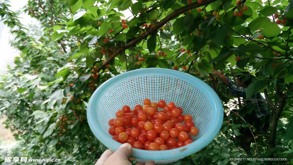 一篮樱桃