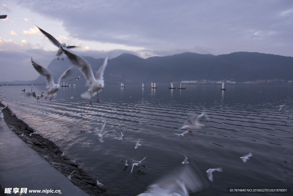 云南昆明滇池红嘴鸥