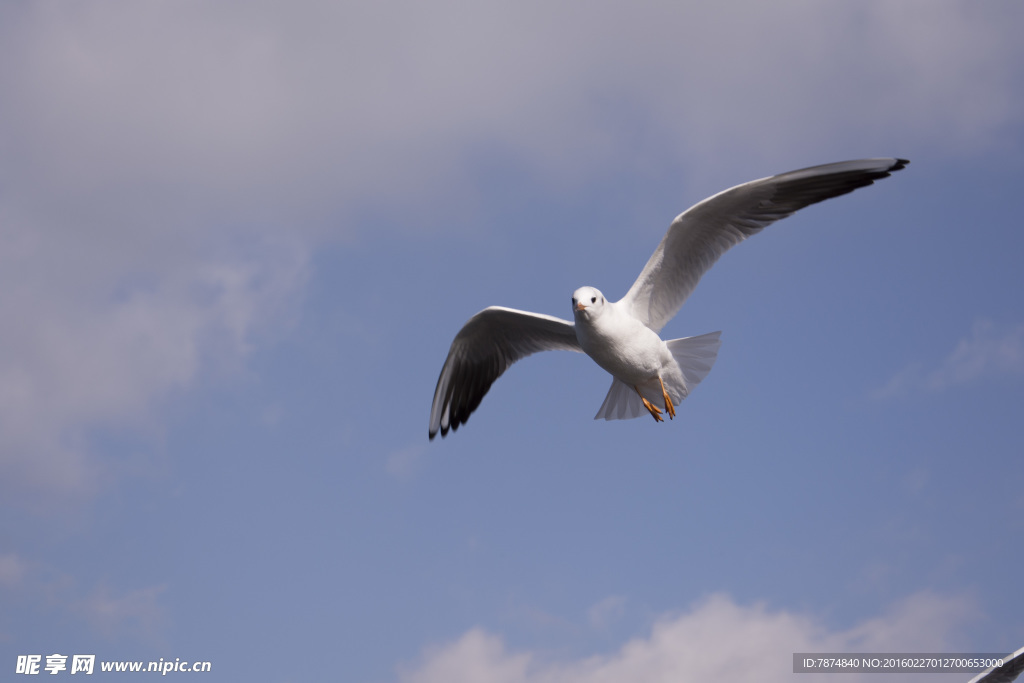 云南昆明滇池红嘴鸥