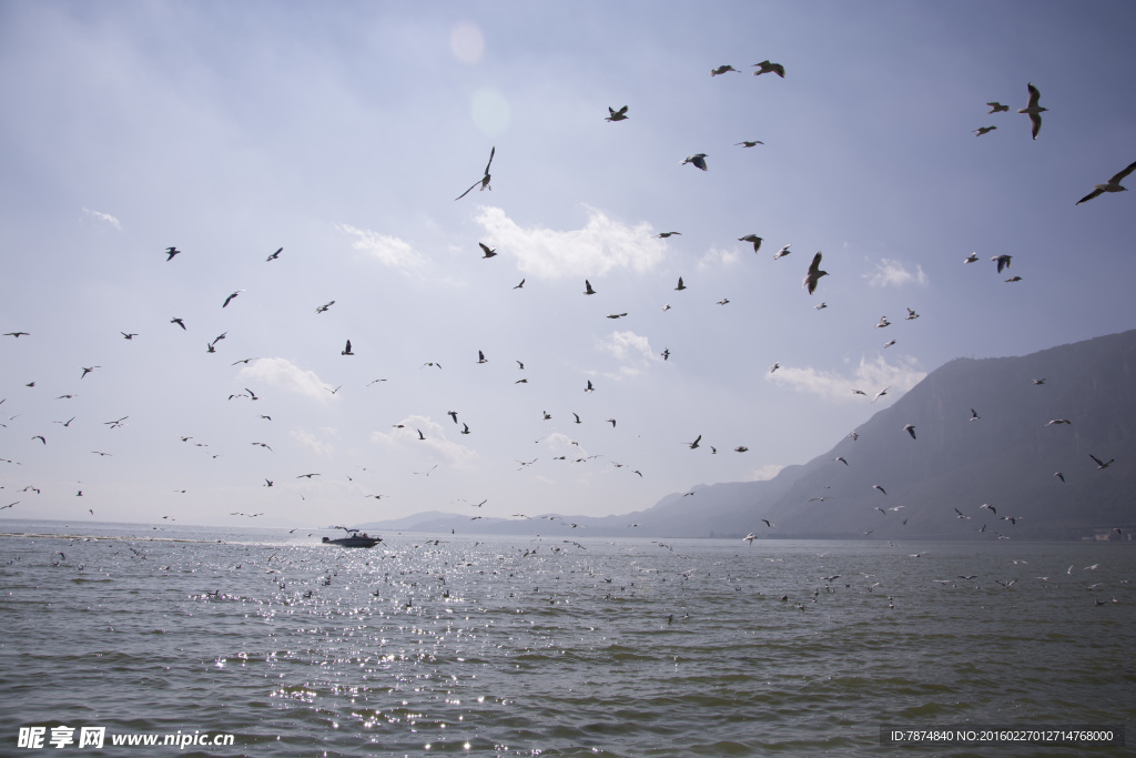 云南昆明滇池红嘴鸥