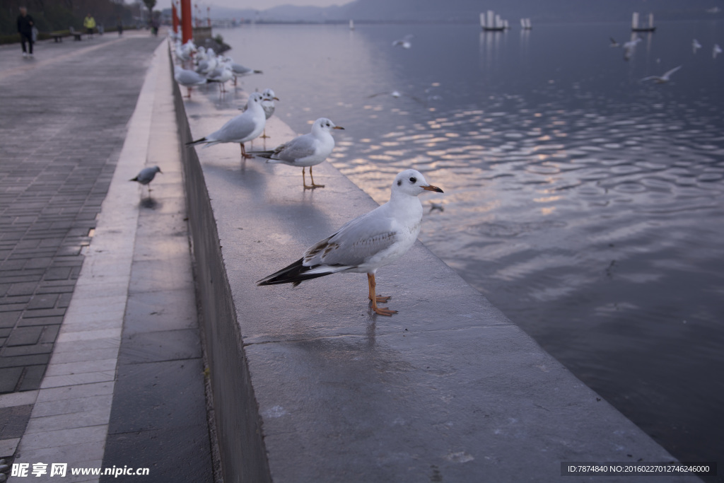 云南昆明滇池红嘴鸥