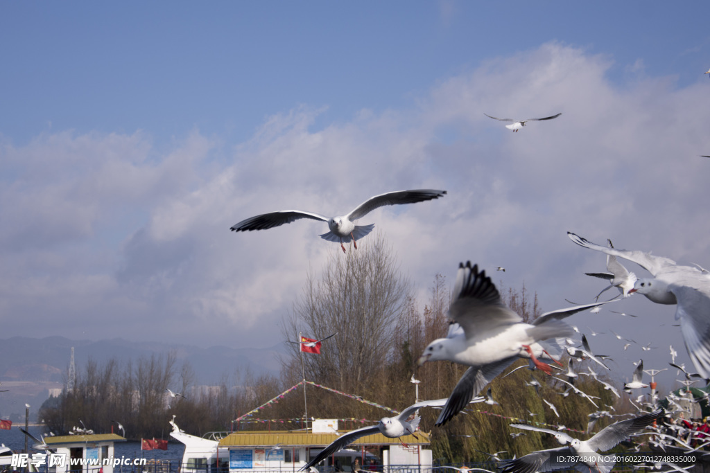 云南昆明滇池红嘴鸥