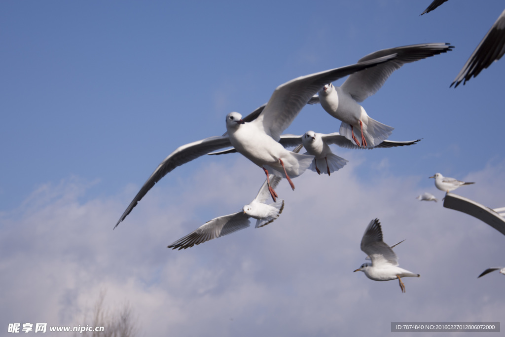 云南昆明滇池红嘴鸥