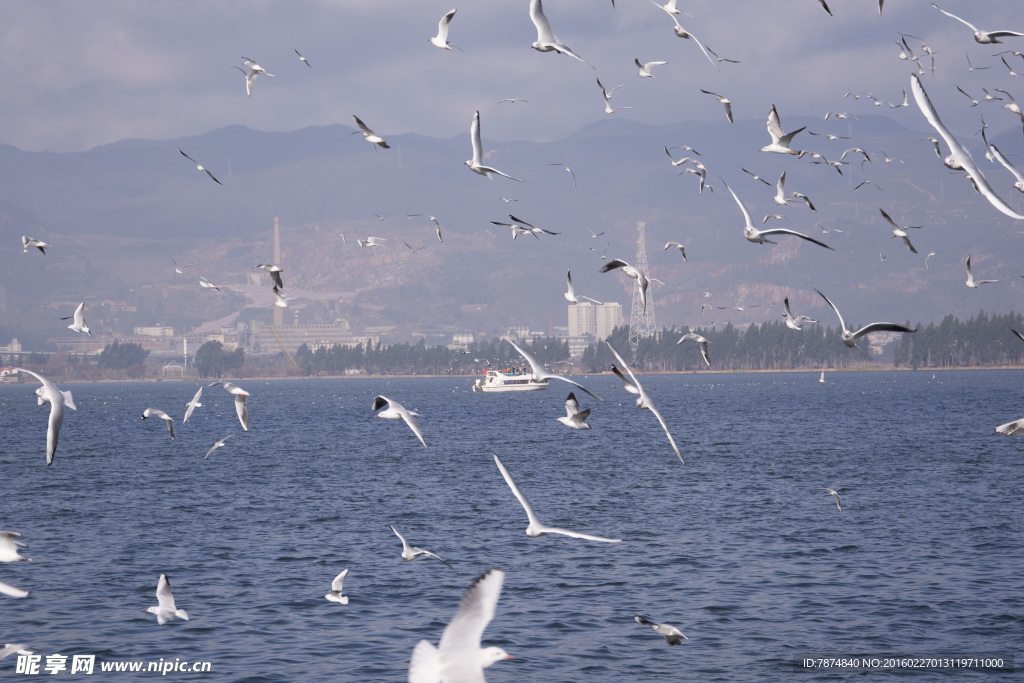 云南昆明滇池红嘴鸥