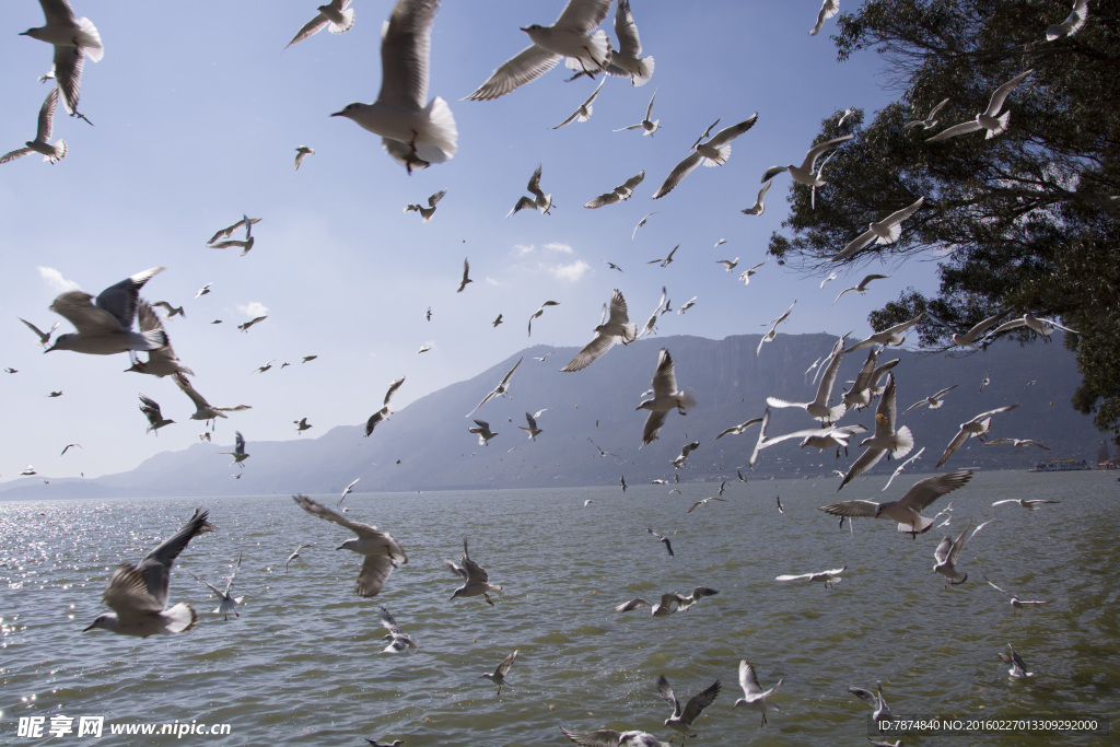 云南昆明滇池红嘴鸥