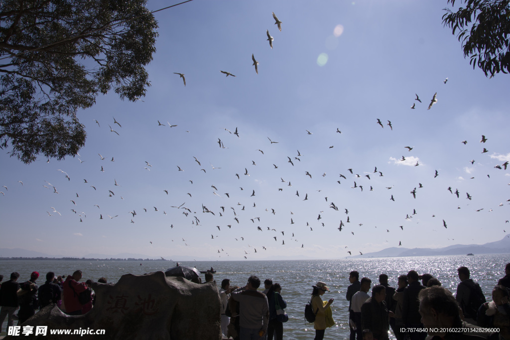 云南昆明滇池红嘴鸥