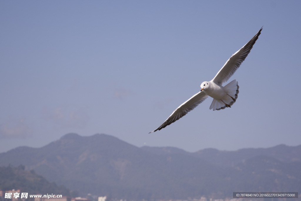 云南昆明滇池红嘴鸥