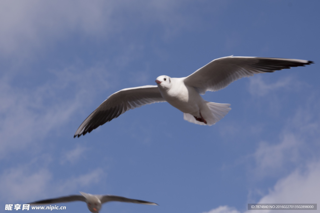云南昆明滇池红嘴鸥