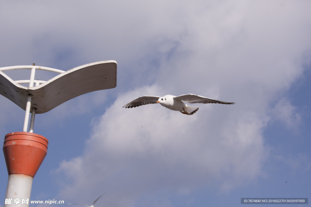 云南昆明滇池红嘴鸥