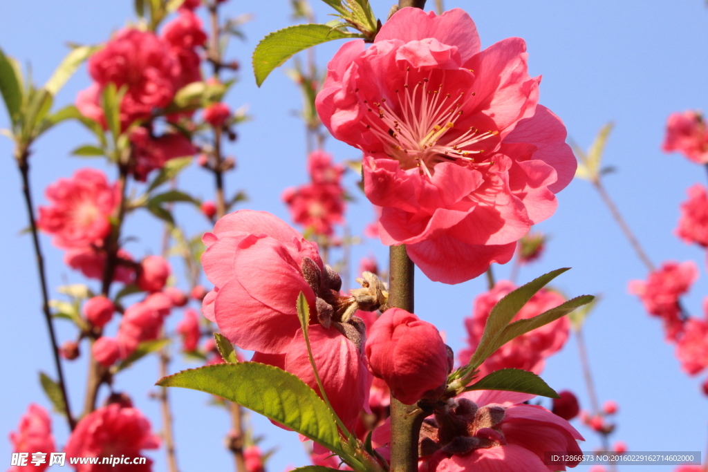 柳州龙潭公园桃花树
