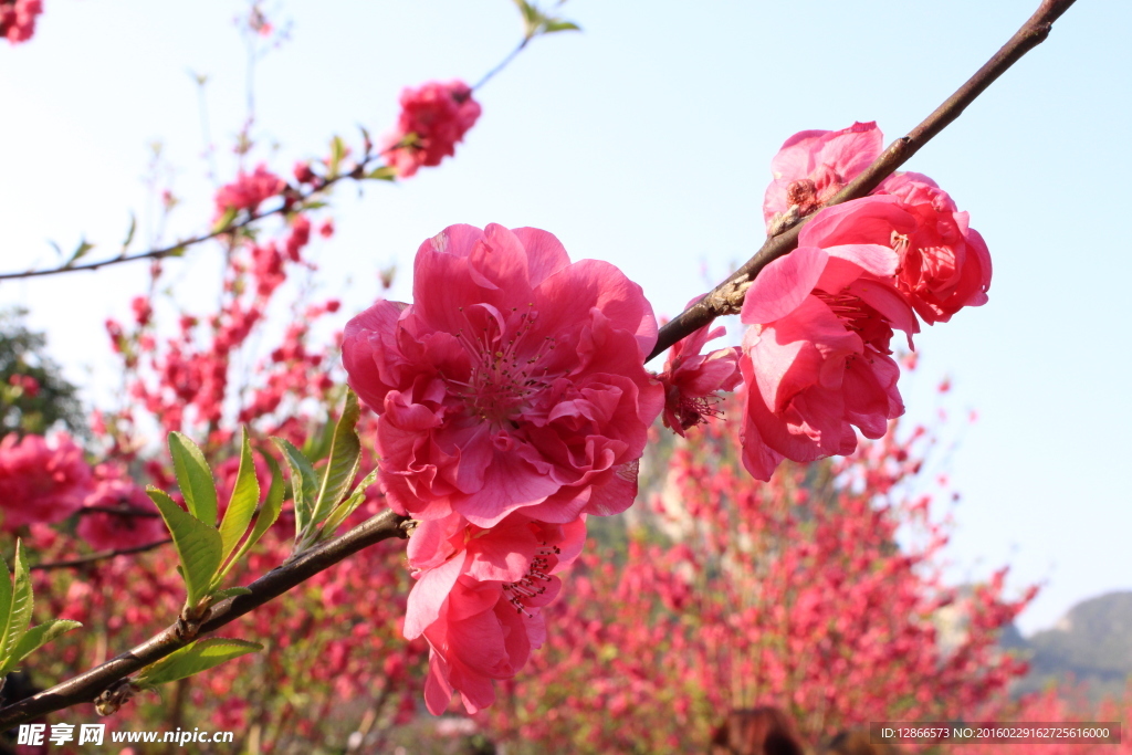 柳州龙潭公园桃花树