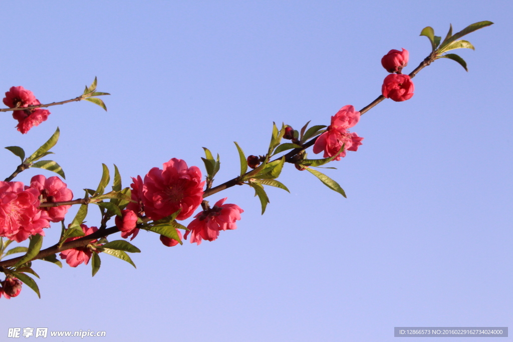 柳州龙潭公园桃花树