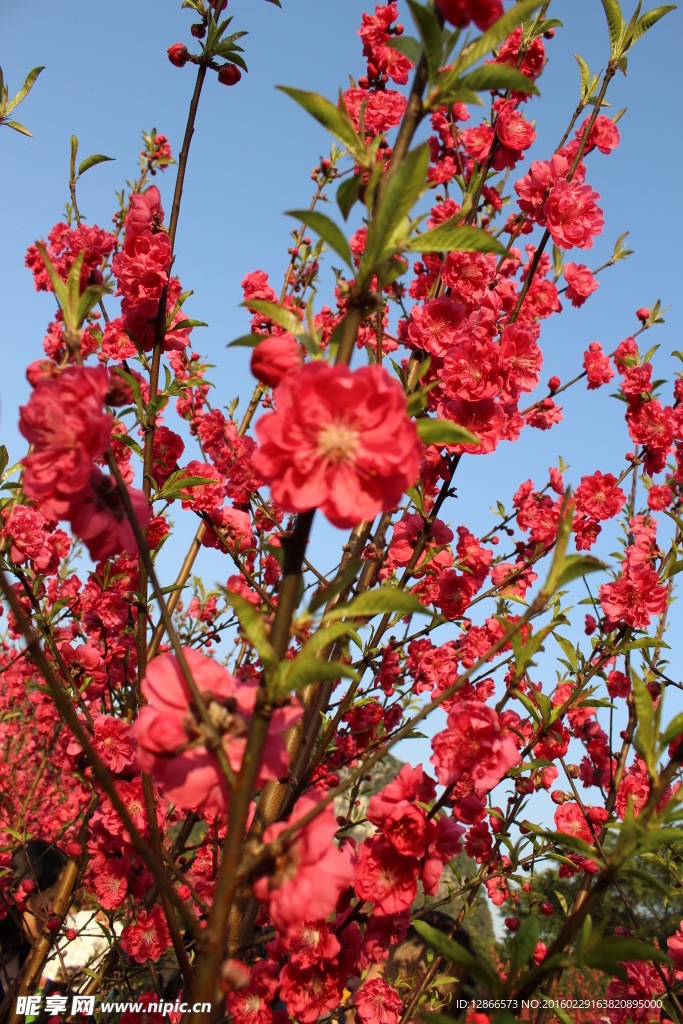 柳州龙潭公园桃花